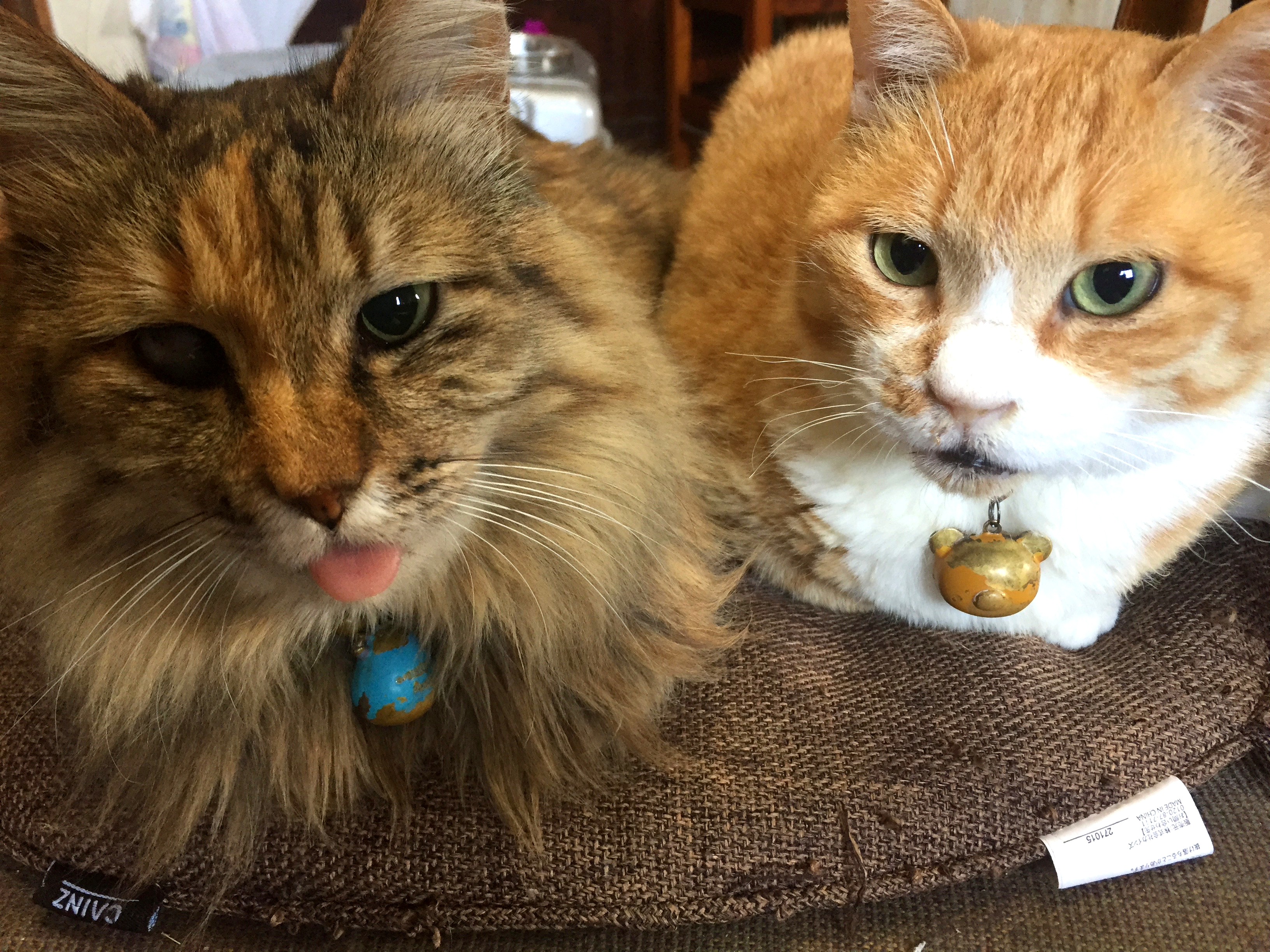 権太と先輩猫が寄り添っている様子