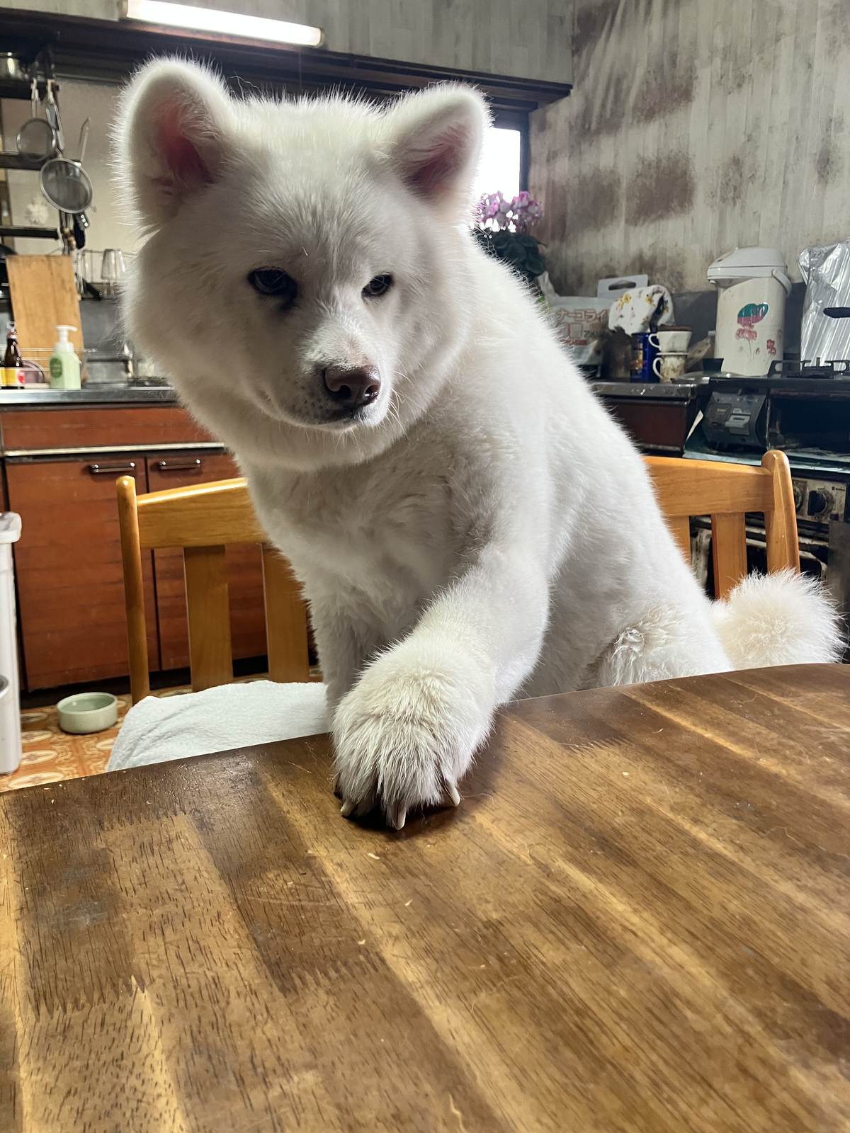 キッチンで前足をテーブルに乗せる秋田犬さき